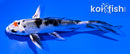 4.5" YAMATO NISHIKI BUTERFLY