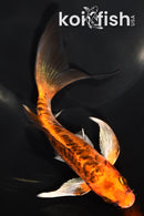 7" ARAGOKE BENI KIKOKURYU BUTTERFLY