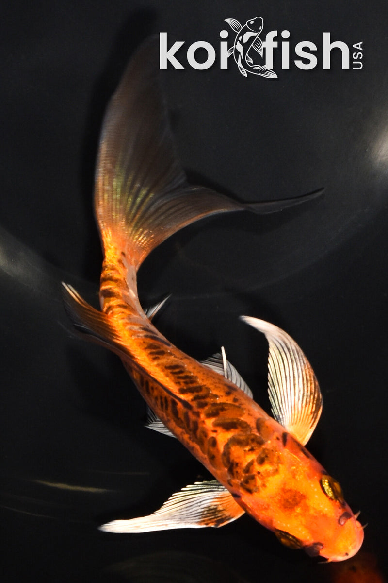 7" ARAGOKE BENI KIKOKURYU BUTTERFLY