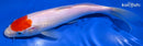 8" TANCHO KOHAKU