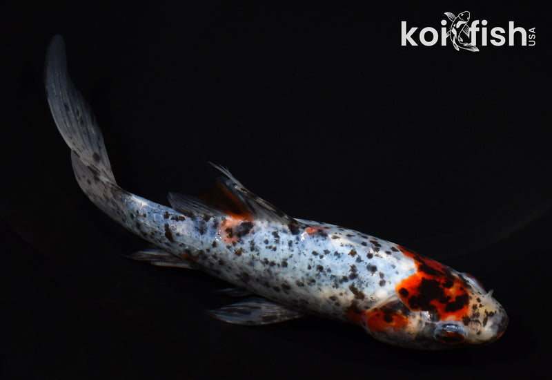 7.25" SHUBUNKIN GOLDFISH