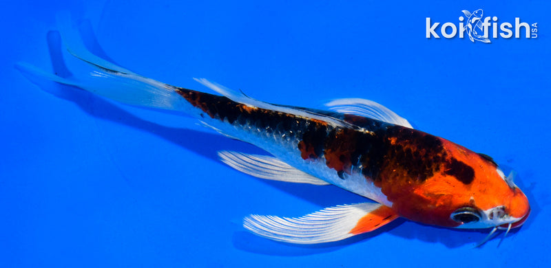 6" DOITSU KUJAKU BUTTERFLY