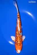 10" GINRIN HEISEI NISHIKI