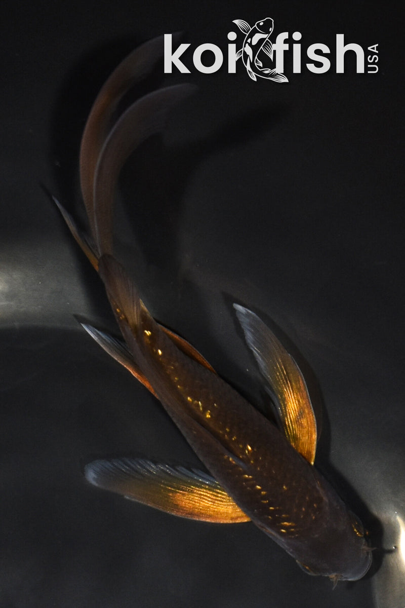 6.25" GINRIN CHAGOI BUTTERFLY