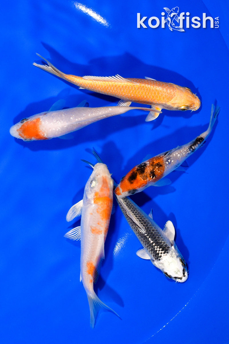 PACK OF (5) 3.25"- 4" STANDARD KOI