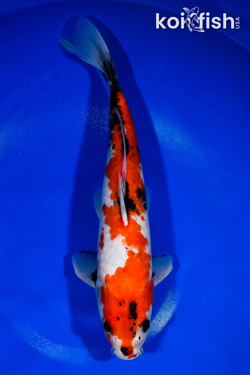 12.5" SHOWA