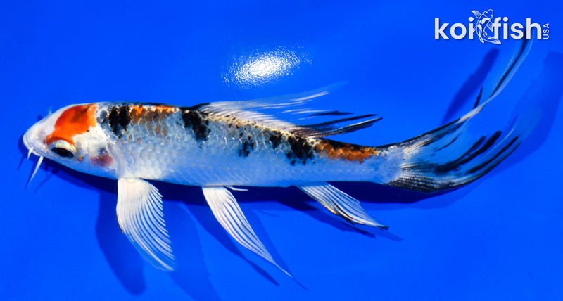 6" MARUTEN YAMATO NISHIKI BUTTERFLY