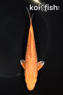 5.75" ARAGOKE CHAGOI