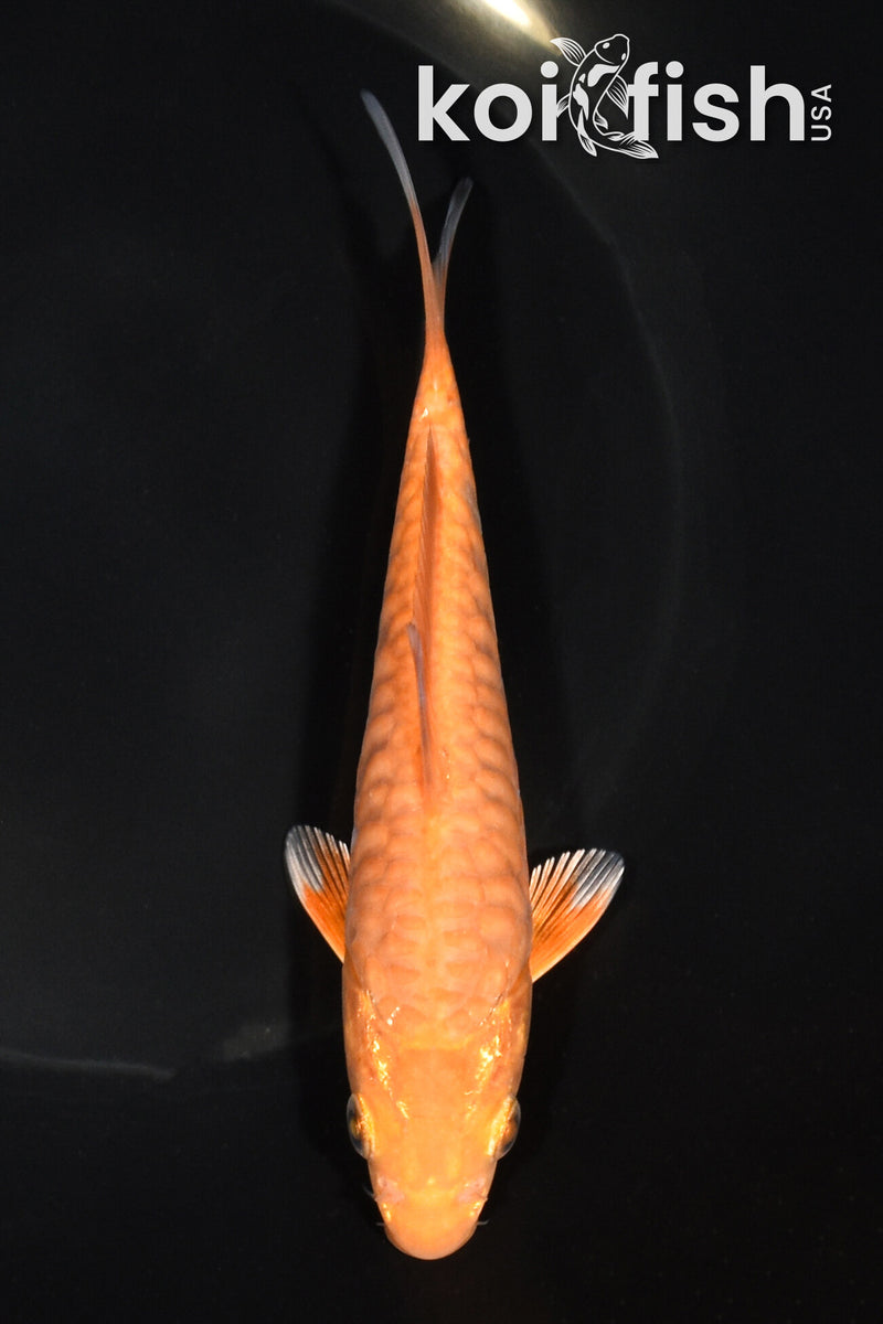 5.75" ARAGOKE CHAGOI