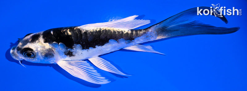 5.25" KIKOKURYU BUTTERFLY