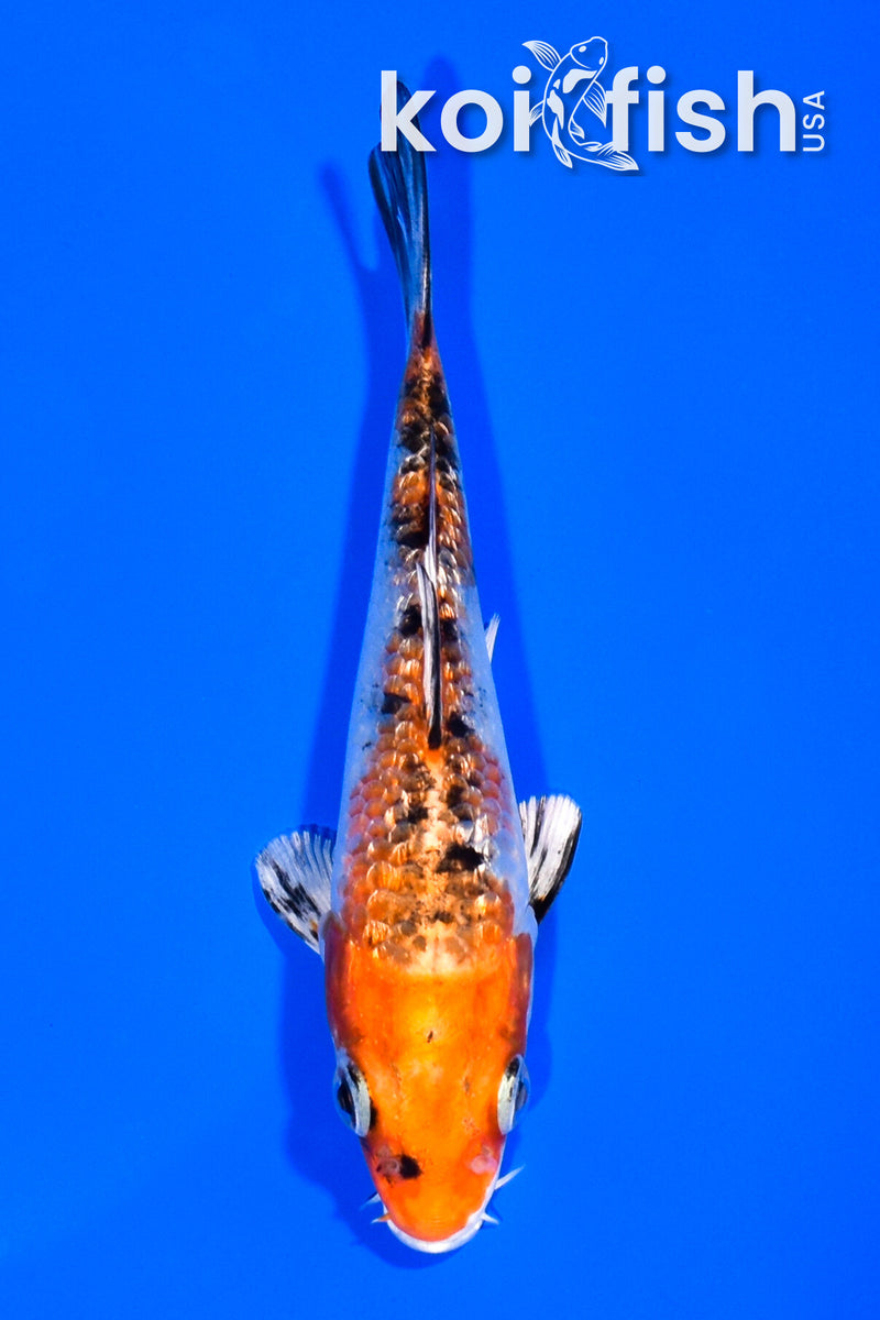4.75" GINRIN YAMATO NISHIKI