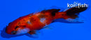 3.5" CALICO WAKIN GOLDFISH