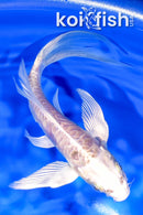 5.75" ARAGOKE PLATINUM OGON