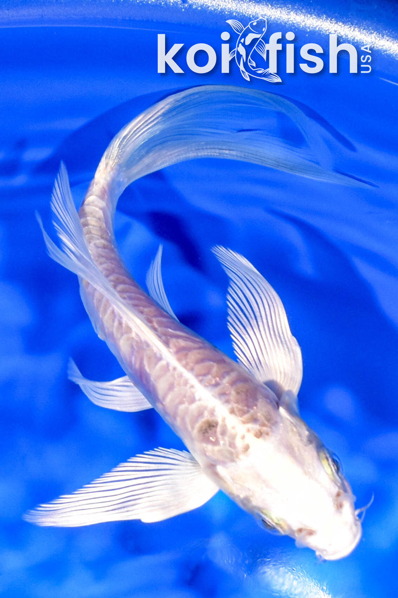 5.75" ARAGOKE PLATINUM OGON