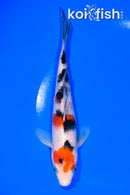 6.5" SANKE