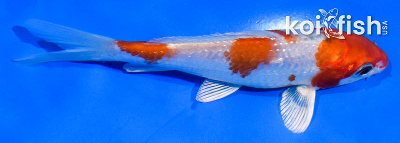 5" GINRIN HARIWAKE