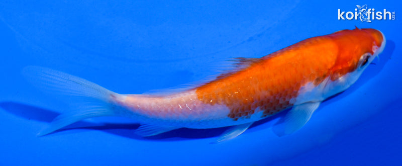 5" KOHAKU