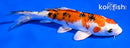 5.5" YAMATO NISHIKI
