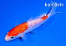5" GINRIN NIDAN KOHAKU