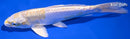 6.5" DOITSU LEMON HARIWAKE