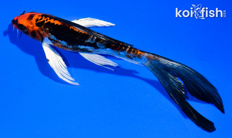 5.5" BENI KIKOKURYU BUTTERFLY