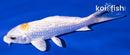 5.75" GINRIN LEMON HARIWAKE