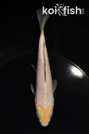 5.75" SORAGOI