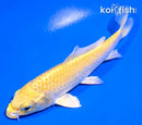5" YAMABUKI OGON