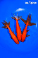 PACK OF (3) 5.5-6" WAKIN GOLDFISH