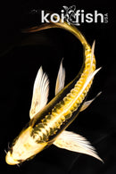 7" KIN KIKOKURYU BUTTERFLY