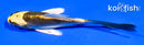 4.5" KI MATSUBA BUTTERFLY
