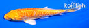 4" ARAGOKE YAMABUKI OGON