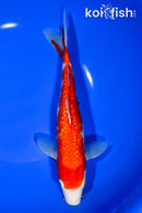 8.75" GINRIN KOHAKU