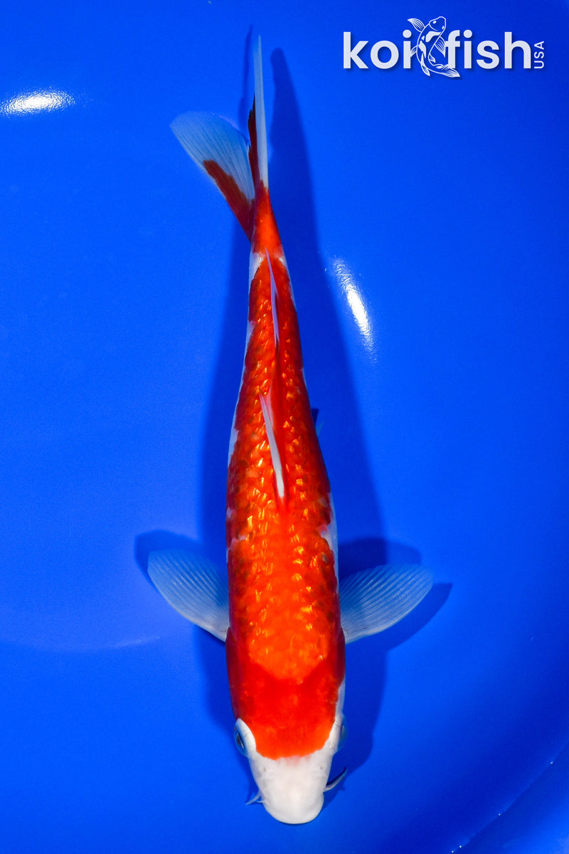 8.75" GINRIN KOHAKU