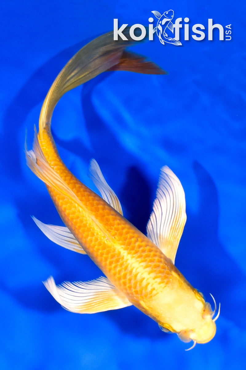 8.25" YAMABUKI OGON BUTTERFLY
