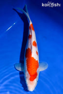 12.25" KOHAKU