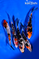 PACK OF (5) 3.5-4.5" SANKE KOI