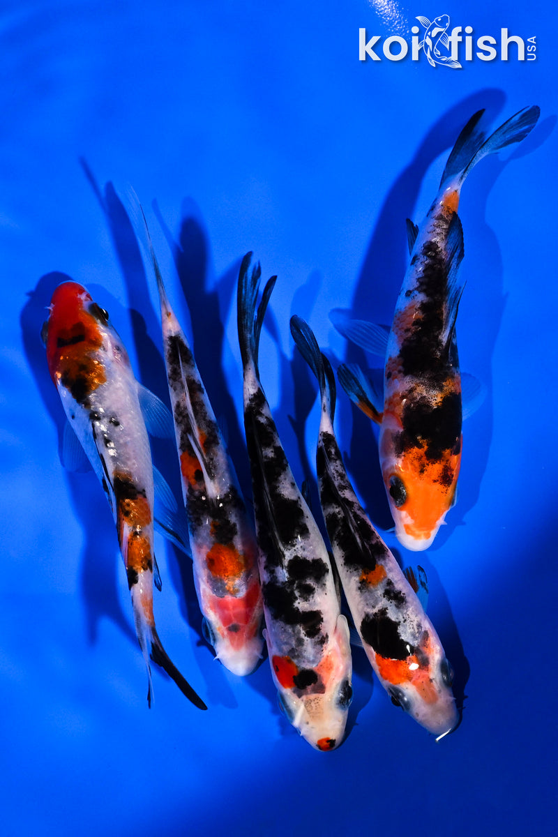 PACK OF (5) 3.5-4.5" SANKE KOI