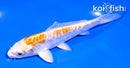5" ARAGOKE KIKUSUI