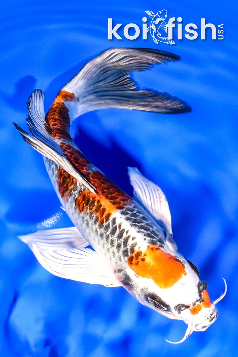 8" KUJAKU BUTTERFLY