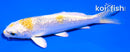 4" GINRIN LEMON HARIWAKE
