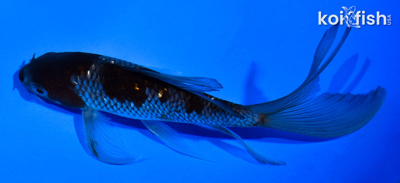 5.5" GINRIN OCHIBA SHIGURE BUTTERFLY