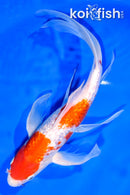 11" GINRIN KOHAKU BUTTERFLY