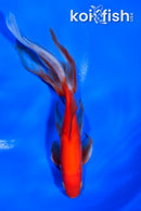 7" WATONAI GOLDFISH