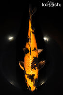 10.75" KIN HI UTSURI