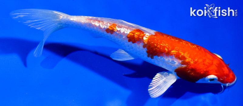 5" GINRIN KOHAKU