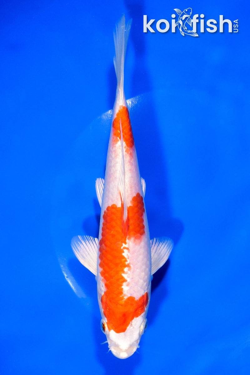 7.25" HARIWAKE
