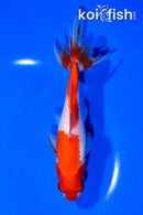 6.25" WAKIN GOLDFISH