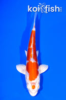 5.25" KIKUSUI