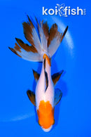 6.25" WATONAI GOLDFISH